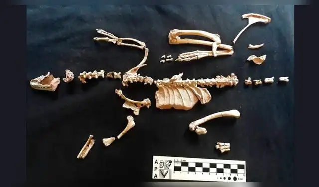 El fósil del diminuto dinosaurio Alnashetri cerropoliciensis, que data de hace 90 millones de años El fósil del diminuto dinosaurio Alnashetri cerropoliciensis, que data de hace 90 millones de años