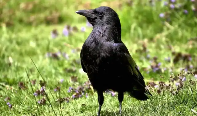 A estas aves se les entrenaron para interactuar con pantallas táctiles. Foto: Animalia Bio  