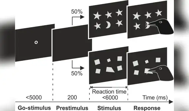Los aves iniciaron la prueba moviendo su cabeza frente a la pantalla cada vez que aparecía un estímulo. Foto: Science Advances   