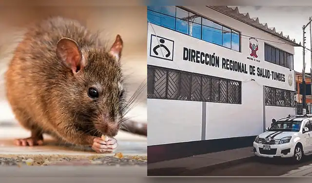 Caso de leptospirosis en el Perú. Foto: composición LR Caso de leptospirosis en el Perú. Foto: composición LR