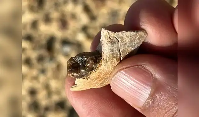 La investigación abre una perspectiva inédita sobre la evolución de los simios actuales. Foto: Hesham Sallam