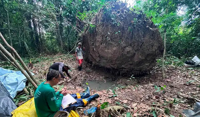 El árbol cayó en la zona conocida como Lago Cochila, un sitio arqueológico en la región del río Solimões Medio. Foto: Georgéa Holanda  