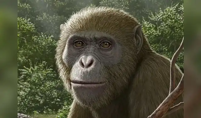 Este simio era conocido científicamente como Masripithecus moghraensis. Foto: Hesham Sallam