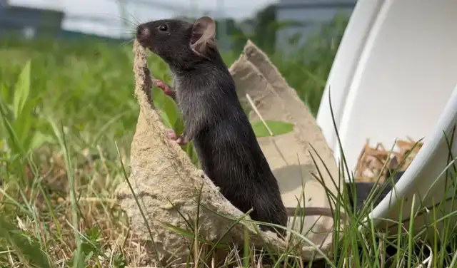Los ratones que viven al aire libre son menos ansiosos que aquellos que pasan sus días en jaulas seguras. Foto: Matthew Zipple Los ratones que viven al aire libre son menos ansiosos que aquellos que pasan sus días en jaulas seguras. Foto: Matthew Zipple
