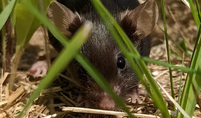 Los ratones que viven en entornos silvestres también tienen perfiles inmunológicos distintos a los enjaulados. Foto: Matthew Zipple Los ratones que viven en entornos silvestres también tienen perfiles inmunológicos distintos a los enjaulados. Foto: Matthew Zipple