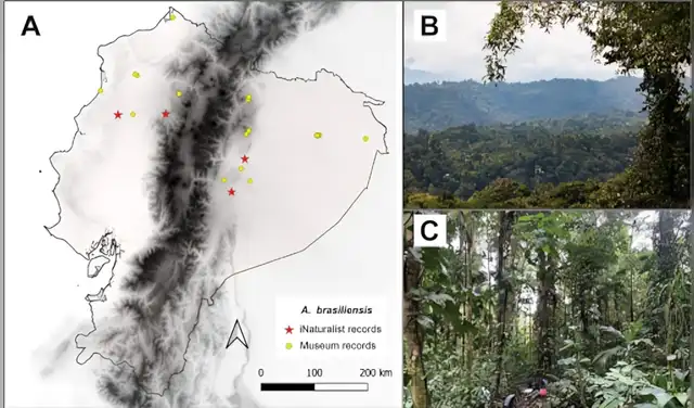 Los escarabajos de la madera fueron hallados en Esmeraldas, Manabí, Pastaza y otras zonas ecuatorianas. Foto: BioOne