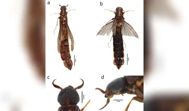 Los escarabajos de la madera viven de acuerdo a distintas fases. Foto: BioOne