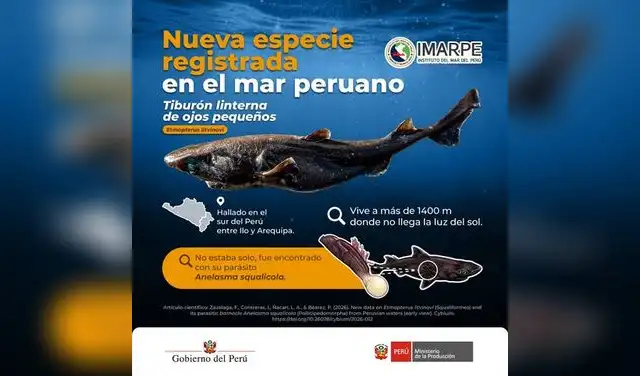 Nueva especie registrada en el mar peruano Nueva especie registrada en el mar peruano