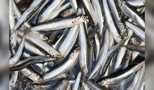 La producción de anchovetas es clave para la economía peruana. Foto: Andina.