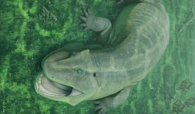 Tanyka amnicola en su hábitat natural, alimentándose de plantas acuáticas. Foto: Vitor Silva