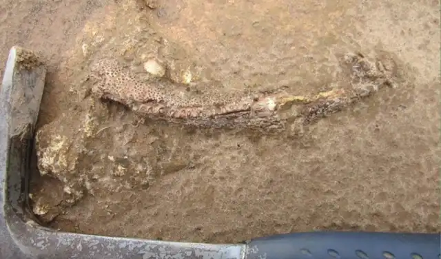 Mandíbula de Tanyka, con martillo de geólogo como referencia de tamaño. Foto: Ken Angielczyk / Field Museum.