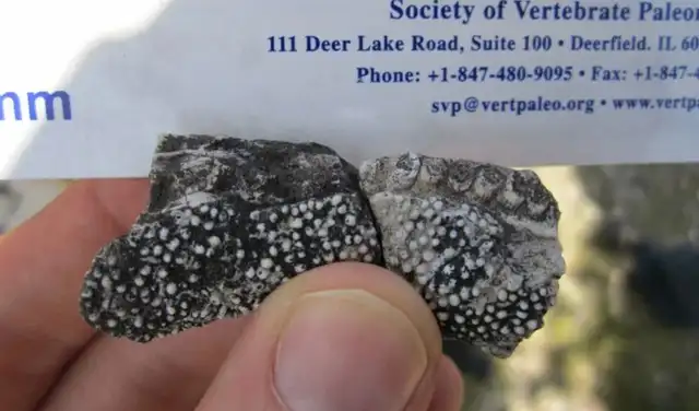 Fósil que muestra los dentículos en la mandíbula, formando una superficie similar a un rallador de queso que pudo haber sido utilizada para moler materia vegetal. Foto: Ken Angielczyk / Field Museum