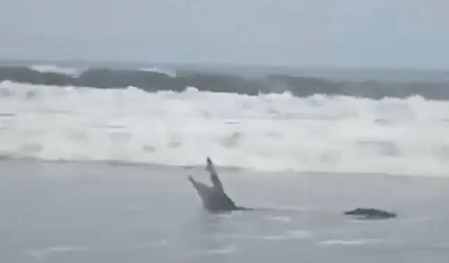 Captura del video difundido en redes sociales. Foto: Facebook