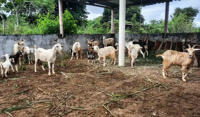 Rebaño de cabras en la isla de Santa Bárbara, a unos 70 kilómetros de la costa de Bahía. Foto: Ronaldo Vasconcelos / Universidad Estatal del Sudoeste de Bahía