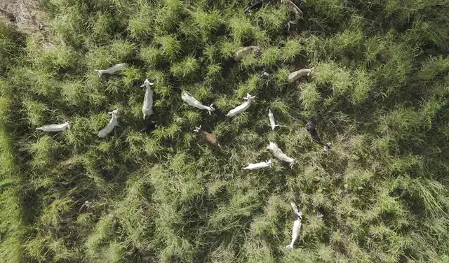 Las cabras de procedencia desconocida lograron sobrevivir durante cerca de tres siglos sin agua dulce. Foto: Ronaldo Vasconcelos / Universidad Estatal del Sudoeste de Bahía