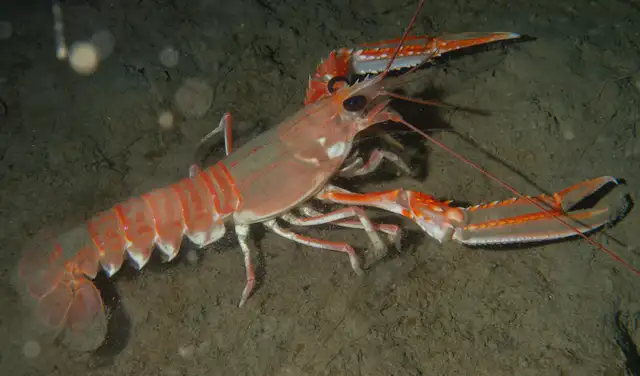 Los expertos afirman que los hallazgos sugieren que las langostas merecen una mayor consideración ética. Foto: Habitas