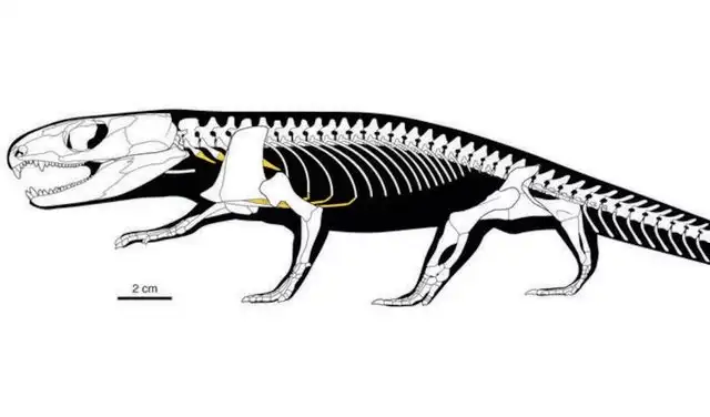 El análisis permitió reconstruir por primera vez el sistema respiratorio completo de un amniota primitivo. Foto: Nature