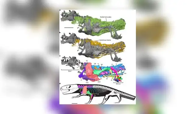 El estudio reveló la presencia de proteínas originales en los tejidos del fósil. Foto: Nature