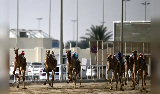 Popular carrera de camellos en Dubái. Foto: AFP