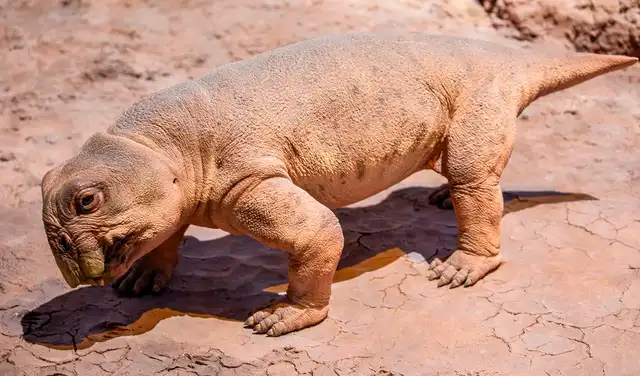Representación de un Lystrosaurus adulto. Foto. Shutterstock