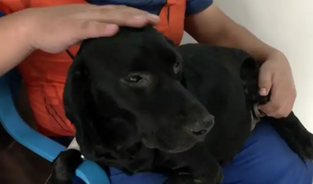 'Negrito' recibe tratamiento por enfermedad parasitaria en veterinaria