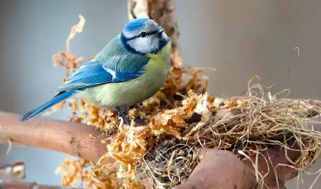 La nicotina contenida en las colillas actúa como insecticida natural, repeliendo parásitos como ácaros, garrapatas y pulgas.