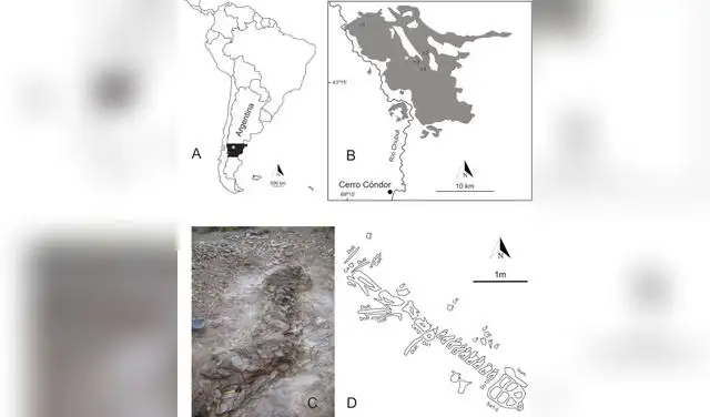 Mapa geográfico que muestra la posición de Bicharracosaurus, en Argentina. Foto: PeerJ
