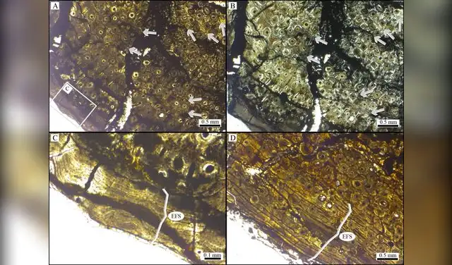 Muestras histológicas de las costillas dorsales de Bicharracosaurus dionidei. Foto: PeerJ