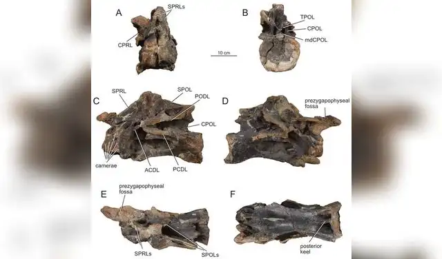 Vértebra cervical media Ce6 de Bicharracosaurus dionidei. Foto: PeerJ