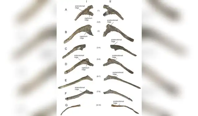 Costillas dorsales derechas de Bicharracosaurus dionidei. Foto: PeerJ