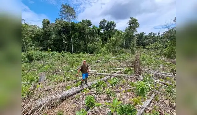 La deforestación y los cultivos de coca podrían afectar los bosques y sus ocupantes