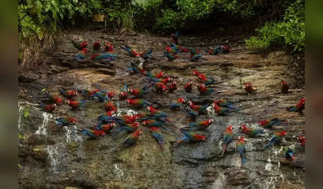 Observación de Guacamayos