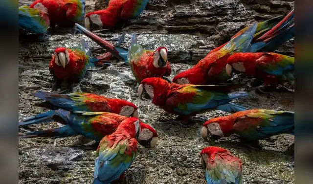 Observación de Guacamayos