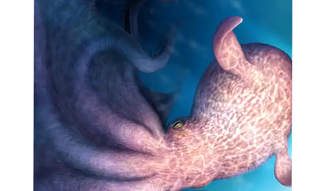 El descubrimiento retrasa la antigüedad de los pulpos conocidos en unos 5 millones de años. Foto: Yohei Utsuki / Universidad de Hokkaido)