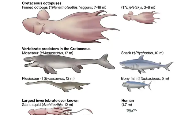 N. haggarti podría haber sido una de las especies más grandes de los océanos del Cretácico. Foto: Universidad de Hokkaido