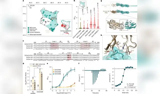 La CEACAM6 humana es el receptor de otros CcCoV identificados en Kenia. Foto: Nature