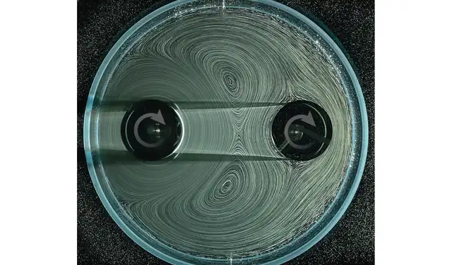 Dos rotores dentro de un recipiente circular rodeado de líquido. El rotor de la izquierda gira gracias a un motor (no mostrado), mientras que el de la derecha gira pasivamente debido al flujo del líquido. Foto: Universidad de Nueva York