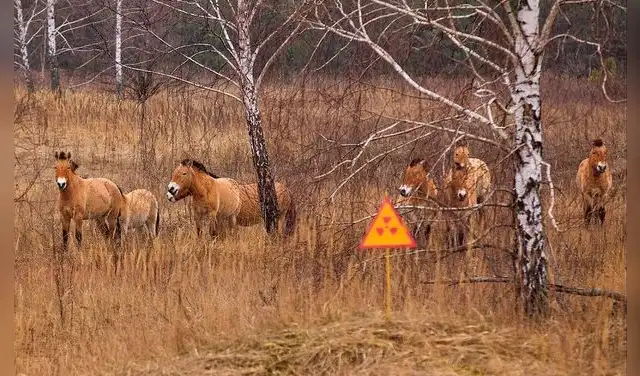 Grupo de caballos salvajes en la zona restringida en Chernóbil. Foto: Clima Terra