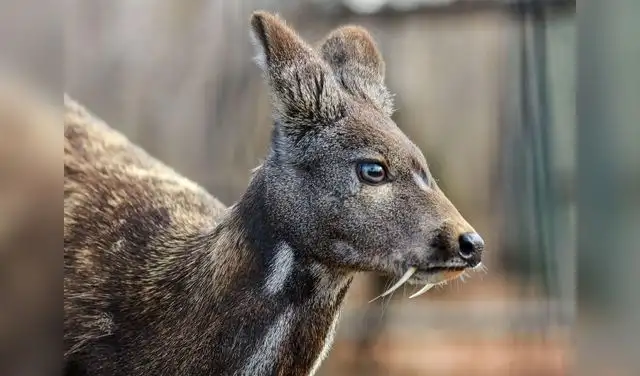 Ciervo almizclero en la zona desmilitarizada en Corea del Sur.