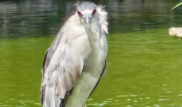 Huaco común tomado ampliación óptica 8x. Fuente: Huawei Mate 80 Pro. 