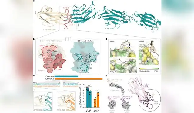 El dominio de unión al receptor (RBD) de CcCoV-KY43 interactúa con el dominio IgV de CEACAM6. Foto: Nature El dominio de unión al receptor (RBD) de CcCoV-KY43 interactúa con el dominio IgV de CEACAM6. Foto: Nature