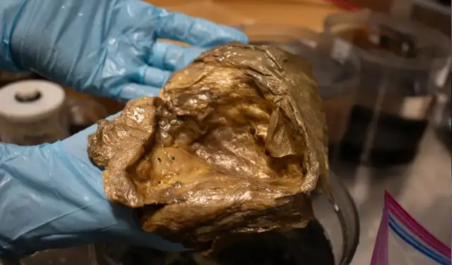 Imagen de cerca del “esfera dorada” en el laboratorio de la Institución Smithsonian. Foto: NOAA Fisheries