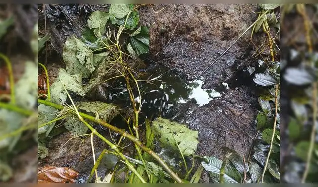 Restos de hidrocarburo afloran en el suelo y se acumulan entre la vegetación en la zona afectada por el derrame.