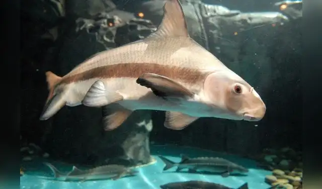 El Shanghai Ocean Aquarium es el único acuario del mundo que cuenta con una Zona de China independiente. Foto: CDN