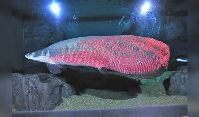El Arapaima, uno de los peces óseos escamosos de agua dulce más grandes, también prospera en el acuario chino. Foto: CDN