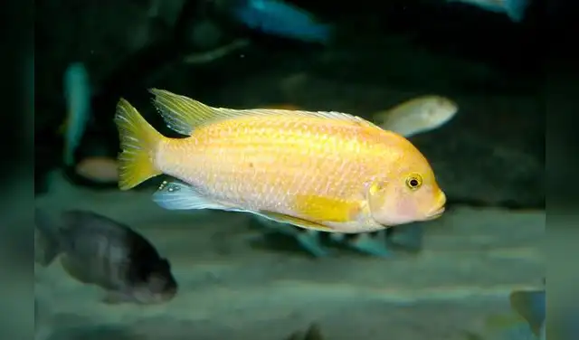 En África, los más destacados son los Peces de la Familia Cichlidae de los lagos Victoria, Tanganica y Malawi. Foto: CDN