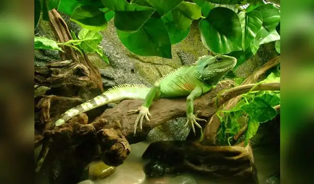 La selva tropical del Sudeste Asiático es una de las más antiguas del mundo. Foto: CDN