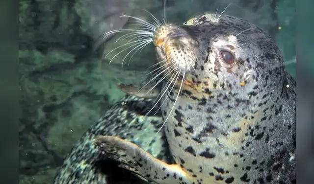 en la Zona de Aguas Frías, el tanque de focas, con su estructura única de acrílico semicircular, es un diseño sin igual. Foto: CDN