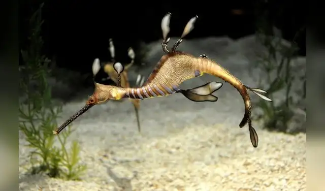 La Zona Costera alberga una variedad de organismos con formas únicas, como el Cangrejo Herradura. Foto: CDN