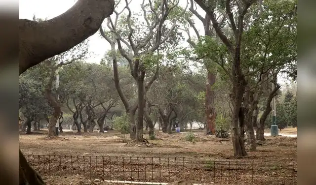 Vecinos denuncian deterioro de áreas verdes en remodelación del Campo de Marte en Lima